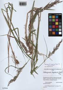 Calamagrostis purpurea (Trin.) Trin., Siberia, Altai & Sayany Mountains (S2) (Russia)