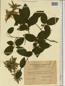 Carpinus betulus L., Eastern Europe, South Ukrainian region (E12) (Ukraine)