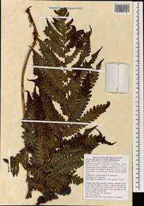 Woodwardia japonica (L. fil.) Sm., South Asia, South Asia (Asia outside ex-Soviet states and Mongolia) (ASIA) (Vietnam)