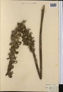 Acanthus mollis L., Western Europe (EUR) (Italy)