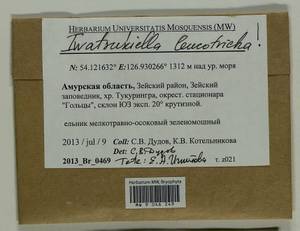 Iwatsukiella leucotricha (Mitt.) W.R. Buck & H.A. Crum, Bryophytes, Bryophytes - Russian Far East (excl. Chukotka & Kamchatka) (B20) (Russia)