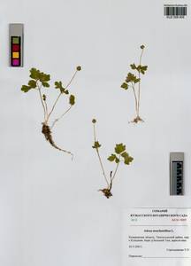 Adoxa moschatellina L., Siberia, Altai & Sayany Mountains (S2) (Russia)