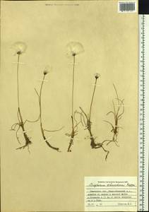 Eriophorum scheuchzeri Hoppe, Siberia, Western Siberia (S1) (Russia)