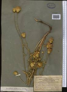 Klasea sogdiana (Bunge) L. Martins, Middle Asia, Northern & Central Tian Shan (M4) (Kazakhstan)