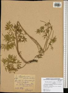 Thysselinum palustre (L.) Hoffm., Eastern Europe, Central region (E4) (Russia)