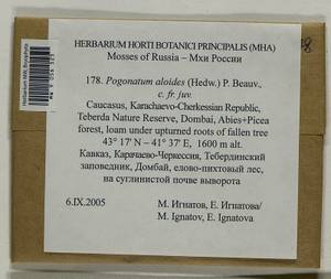 Pogonatum aloides (Hedw.) P. Beauv., Bryophytes, Bryophytes - North Caucasus & Ciscaucasia (B12) (Russia)