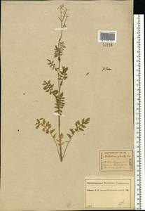 Rorippa sylvestris (L.) Besser, Eastern Europe, Central forest region (E5) (Russia)