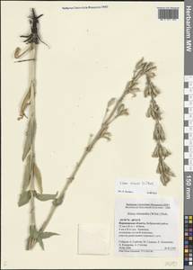 Silene chlorantha (Willd.) Ehrh., Eastern Europe, Central forest-and-steppe region (E6) (Russia)