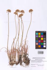 Allium flavescens Besser, Eastern Europe, Eastern region (E10) (Russia)