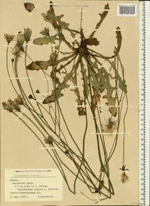 Hypochaeris radicata L., Eastern Europe, Latvia (E2b) (Latvia)
