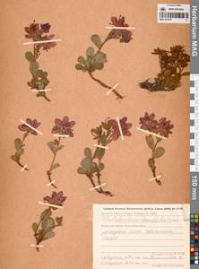 Rhododendron camtschaticum Pall., Siberia, Chukotka & Kamchatka (S7) (Russia)