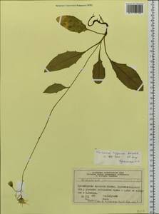 Hieracium taigense Schischk. & Serg., Siberia, Central Siberia (S3) (Russia)