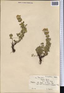 Dracocephalum nodulosum Rupr., Middle Asia, Northern & Central Tian Shan (M4) (Kyrgyzstan)