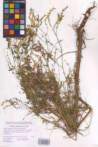 Melilotus officinalis (L.) Lam., Eastern Europe, Lower Volga region (E9) (Russia)