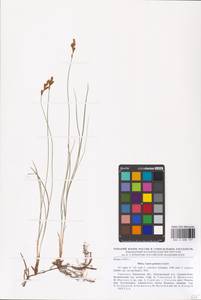 Carex praecox Schreb., Eastern Europe, South Ukrainian region (E12) (Ukraine)