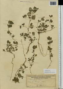 Chenopodium vulvaria L., Eastern Europe, Volga-Kama region (E7) (Russia)