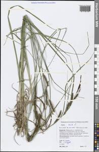 Carex acuta L., Siberia, Baikal & Transbaikal region (S4) (Russia)