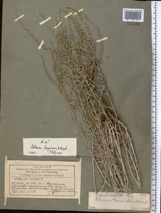 Artemisia ferganensis Krasch. ex Poljakov, Middle Asia, Syr-Darian deserts & Kyzylkum (M7) (Uzbekistan)