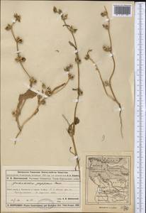 Garhadiolus papposus Boiss. & Buhse, Middle Asia, Muyunkumy, Balkhash & Betpak-Dala (M9) (Kazakhstan)