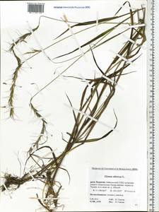 Elymus sibiricus L., Siberia, Baikal & Transbaikal region (S4) (Russia)