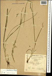 Lolium pratense (Huds.) Darbysh., Caucasus, Georgia (K4) (Georgia)