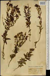 Linaria acutiloba Fisch. ex Rchb., Mongolia (MONG) (Mongolia)