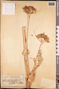 Ferula ferganensis Lipsky ex Korovin, Middle Asia, Pamir & Pamiro-Alai (M2) (Kyrgyzstan)