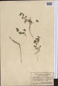 Haplophyllum versicolor Fisch. & C. A. Mey., Middle Asia, Syr-Darian deserts & Kyzylkum (M7) (Uzbekistan)