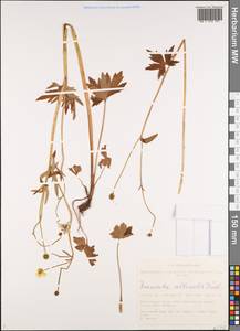 Ranunculus propinquus subsp. subborealis (Tzvelev) Kuvaev, Siberia, Altai & Sayany Mountains (S2) (Russia)