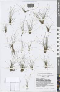 Eleocharis yokoscensis (Franch. & Sav.) Tang & F.T.Wang, Siberia, Russian Far East (S6) (Russia)