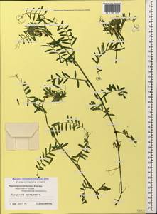 Vicia ciliatula Lipsky, Caucasus, Black Sea Shore (from Novorossiysk to Adler) (K3) (Russia)