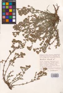 Hypericum perforatum L., Eastern Europe, Lower Volga region (E9) (Russia)