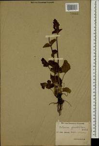 Betonica macrantha K.Koch, Caucasus, Stavropol Krai, Karachay-Cherkessia & Kabardino-Balkaria (K1b) (Russia)