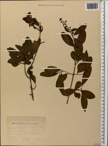 Ligustrum vulgare L., Caucasus, Abkhazia (K4a) (Abkhazia)