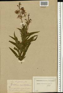 Chamaenerion angustifolium (L.) Scop., Eastern Europe, Moscow region (E4a) (Russia)