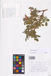 Rosa majalis Herrm., Eastern Europe, Middle Volga region (E8) (Russia)