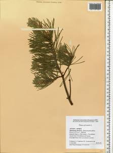 Pinus sylvestris L., Eastern Europe, Central forest-and-steppe region (E6) (Russia)