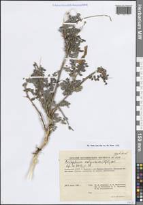 Calophaca wolgarica (L.f.) Pall. ex Fisch., Eastern Europe, Lower Volga region (E9) (Russia)