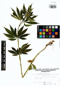 Cannabis sativa L., Siberia, Baikal & Transbaikal region (S4) (Russia)