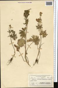 Aconitum rotundifolium Kar. & Kir., Middle Asia, Northern & Central Tian Shan (M4) (Kyrgyzstan)