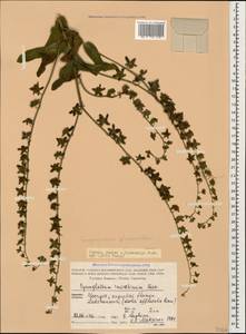 Paracynoglossum glochidiatum (Benth.) Valdés, Caucasus, Georgia (K4) (Georgia)