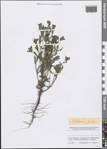 Lithospermum officinale L., Eastern Europe, Middle Volga region (E8) (Russia)