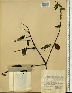 Loranthaceae, Africa (AFR) (Ethiopia)