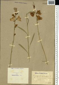 Campanula persicifolia L., Eastern Europe, North Ukrainian region (E11) (Ukraine)