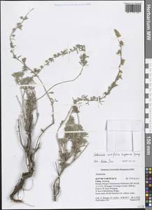 Artemisia rutifolia Stephan ex Spreng., South Asia, South Asia (Asia outside ex-Soviet states and Mongolia) (ASIA) (China)