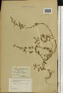 Polygonum aviculare L., Eastern Europe, North-Western region (E2) (Russia)