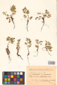 Potentilla supina L., Eastern Europe, Lower Volga region (E9) (Russia)