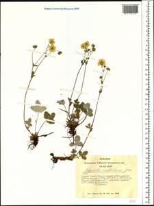 Potentilla crebridens Juz., Siberia, Altai & Sayany Mountains (S2) (Russia)