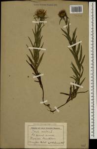 Pentanema ensifolium (L.) D. Gut. Larr., Santos-Vicente, Anderb., E. Rico & M. M. Mart. Ort., Caucasus, Stavropol Krai, Karachay-Cherkessia & Kabardino-Balkaria (K1b) (Russia)