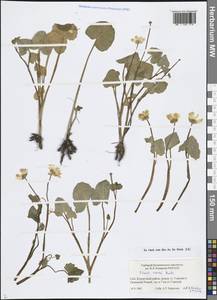Ficaria verna Huds., Eastern Europe, North-Western region (E2) (Russia)